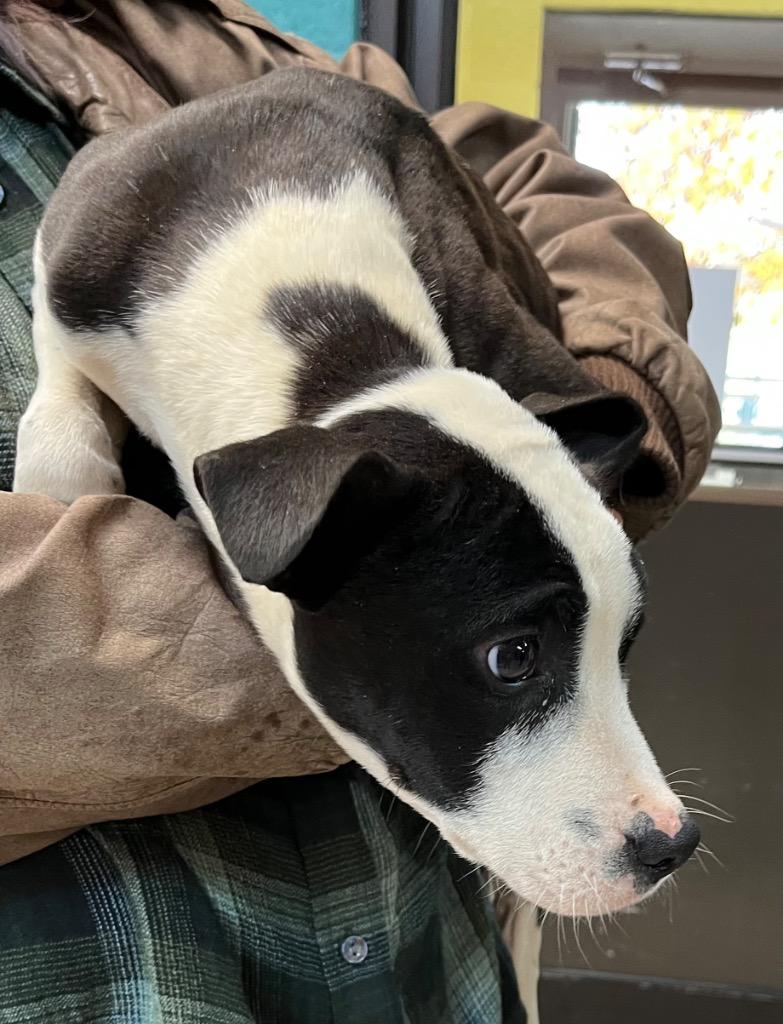 Big Red, Adoptable, Puppy Female Mixed Breed.