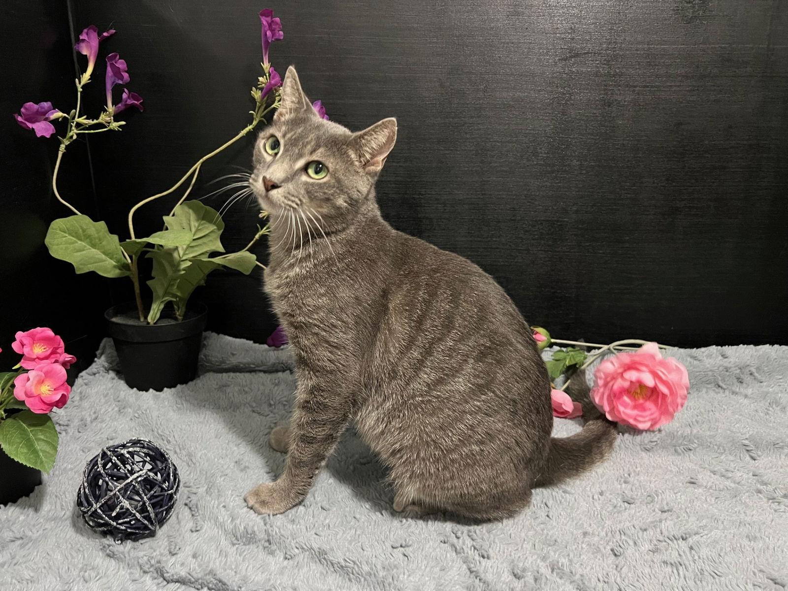 Luna, Adoptable, Young Female Domestic Short Hair.