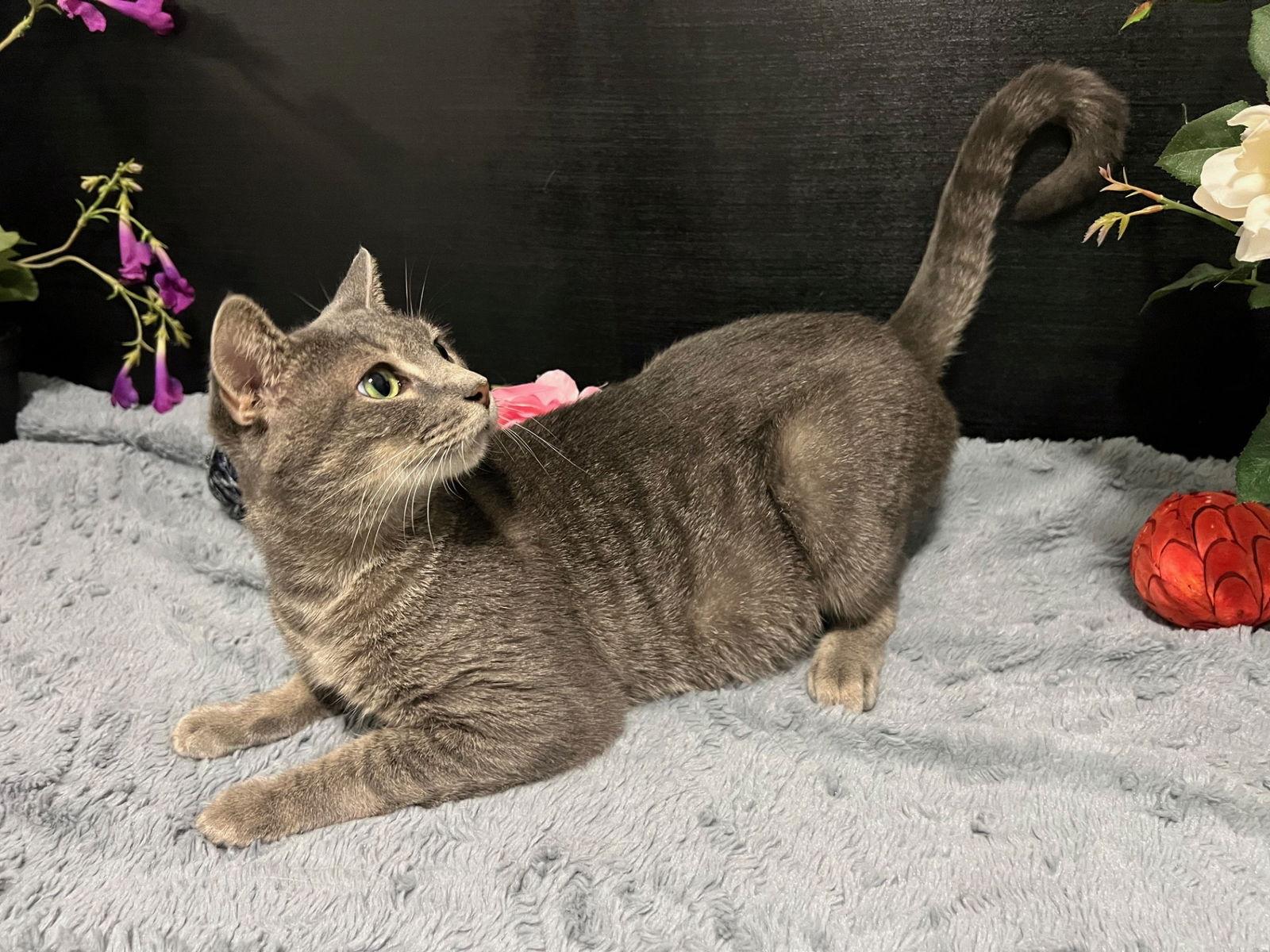 Enlarge Luna, a Adoptable Domestic Short Hair in Fayetteville, GA image 2/3