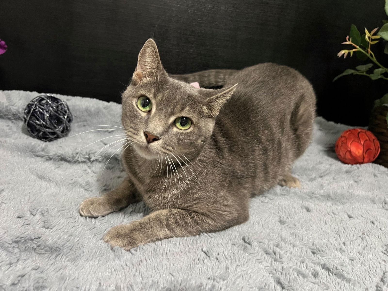 Luna, Adoptable, Young Female Domestic Short Hair.