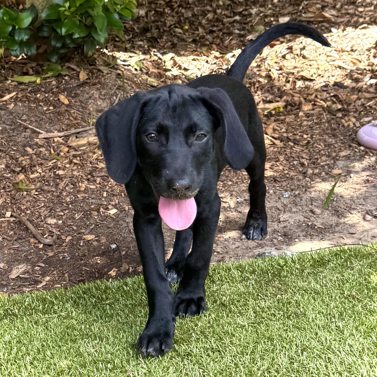 Coleslaw, Adopted, Young Male Hound.