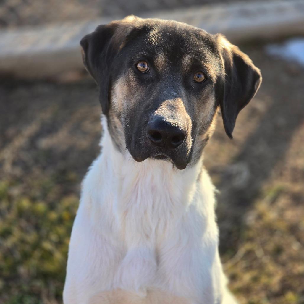 Enlarge Squid, a Adoptable mixed breed in Enid, OK image 1/6