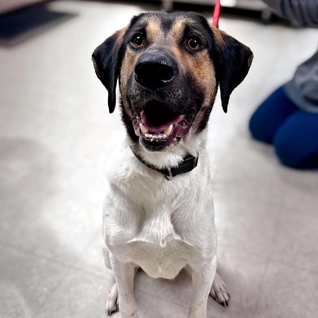 Enlarge Squid, a Adoptable mixed breed in Enid, OK image 2/6