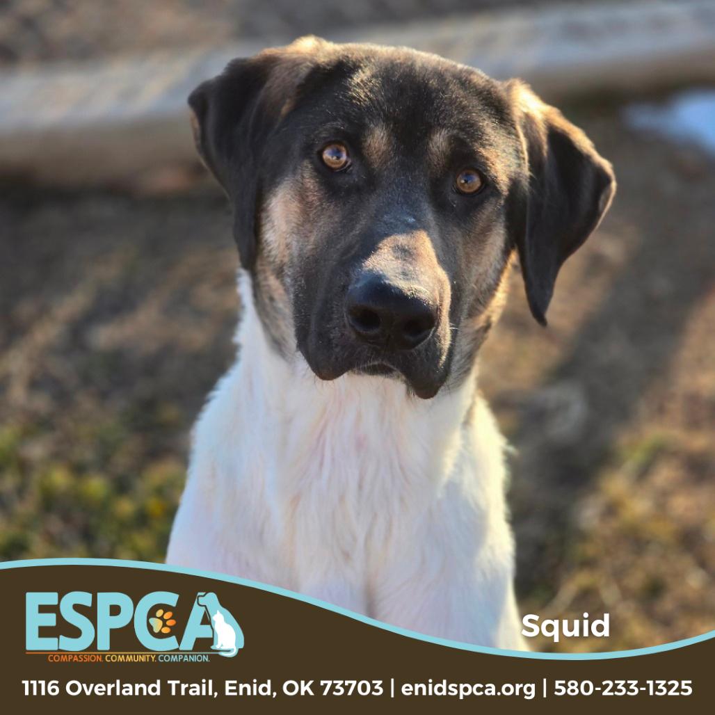 Enlarge Squid, a Adoptable mixed breed in Enid, OK image 3/6