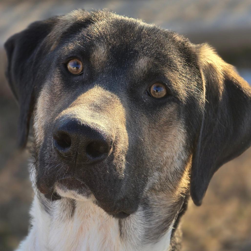 Enlarge Squid, a Adoptable mixed breed in Enid, OK image 4/6