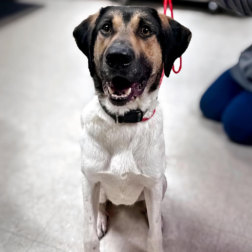 Enlarge Squid, a Adoptable mixed breed in Enid, OK image 5/6