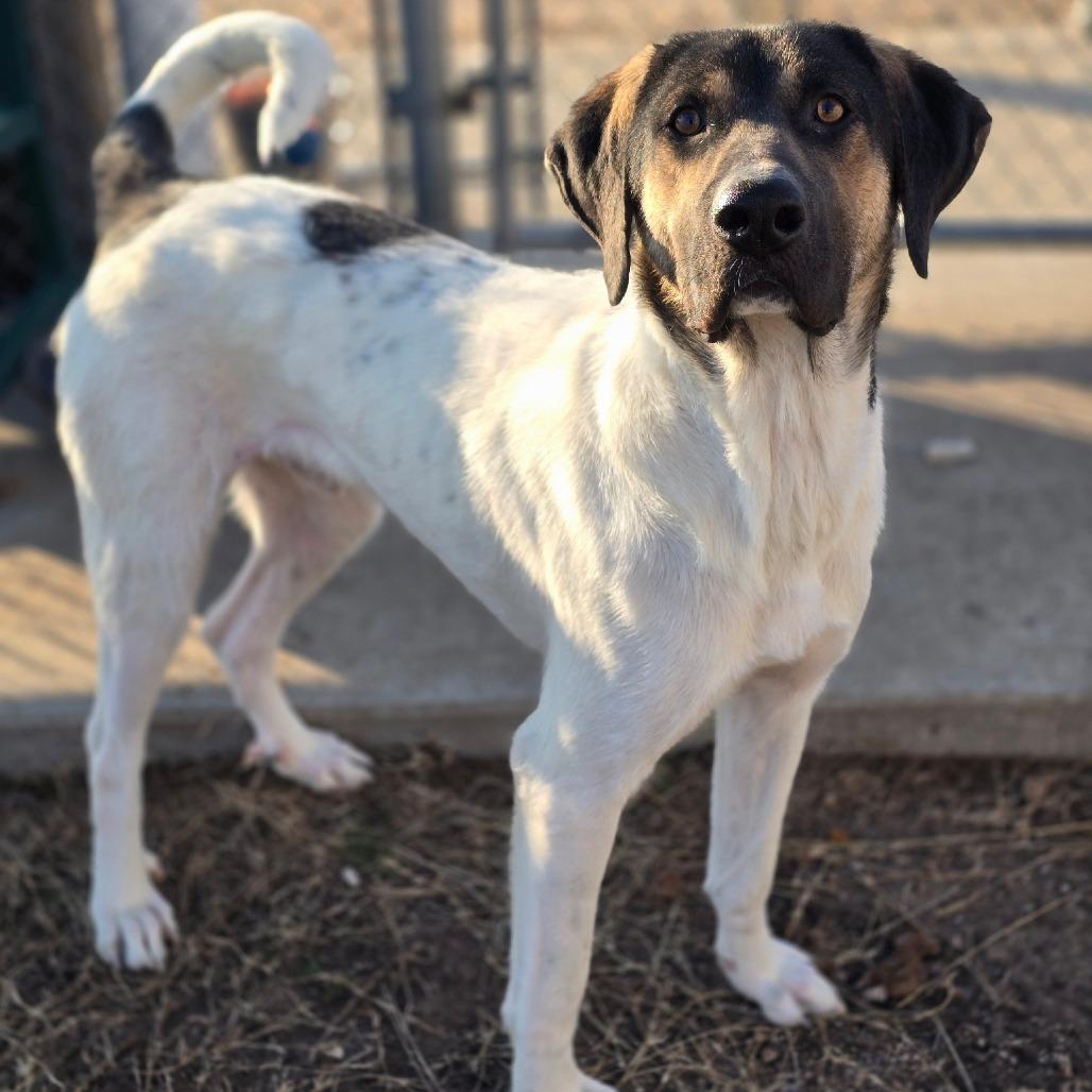 Enlarge Squid, a Adoptable mixed breed in Enid, OK image 6/6