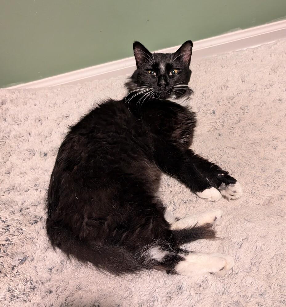 Lloyd, Adoptable, Adult Male Domestic Medium Hair.