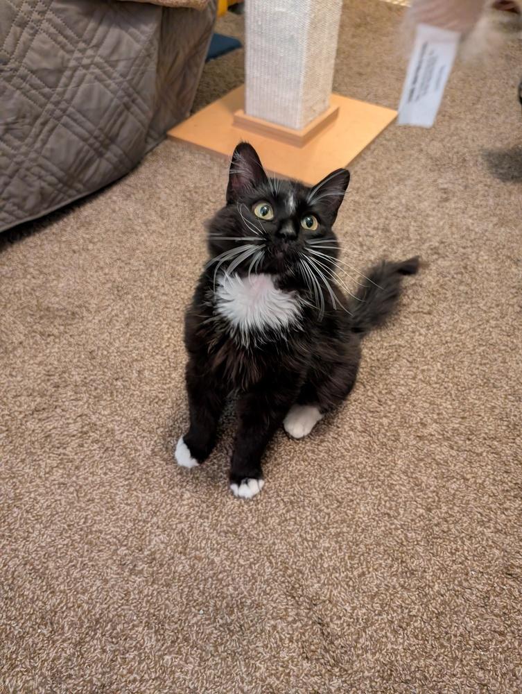 Lloyd, Adoptable, Adult Male Domestic Medium Hair.