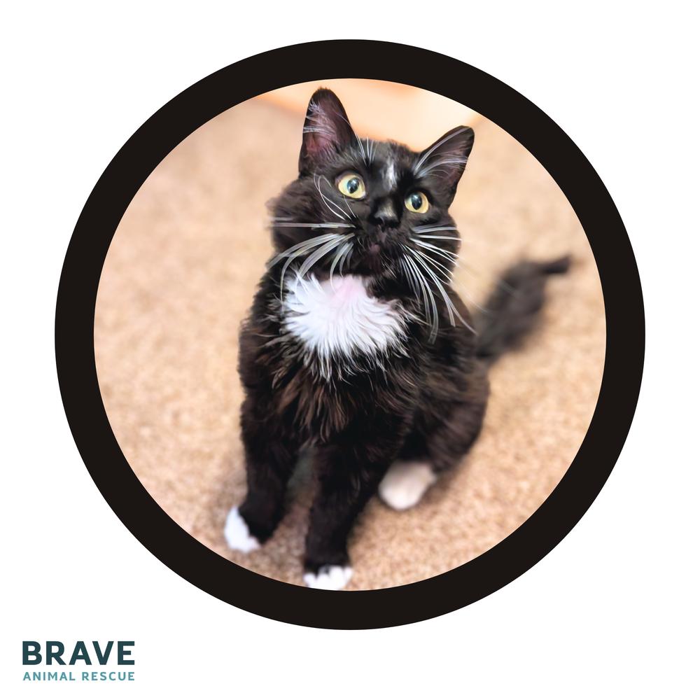 Lloyd, a Adoptable mixed breed in Lincoln, NE image 5/5