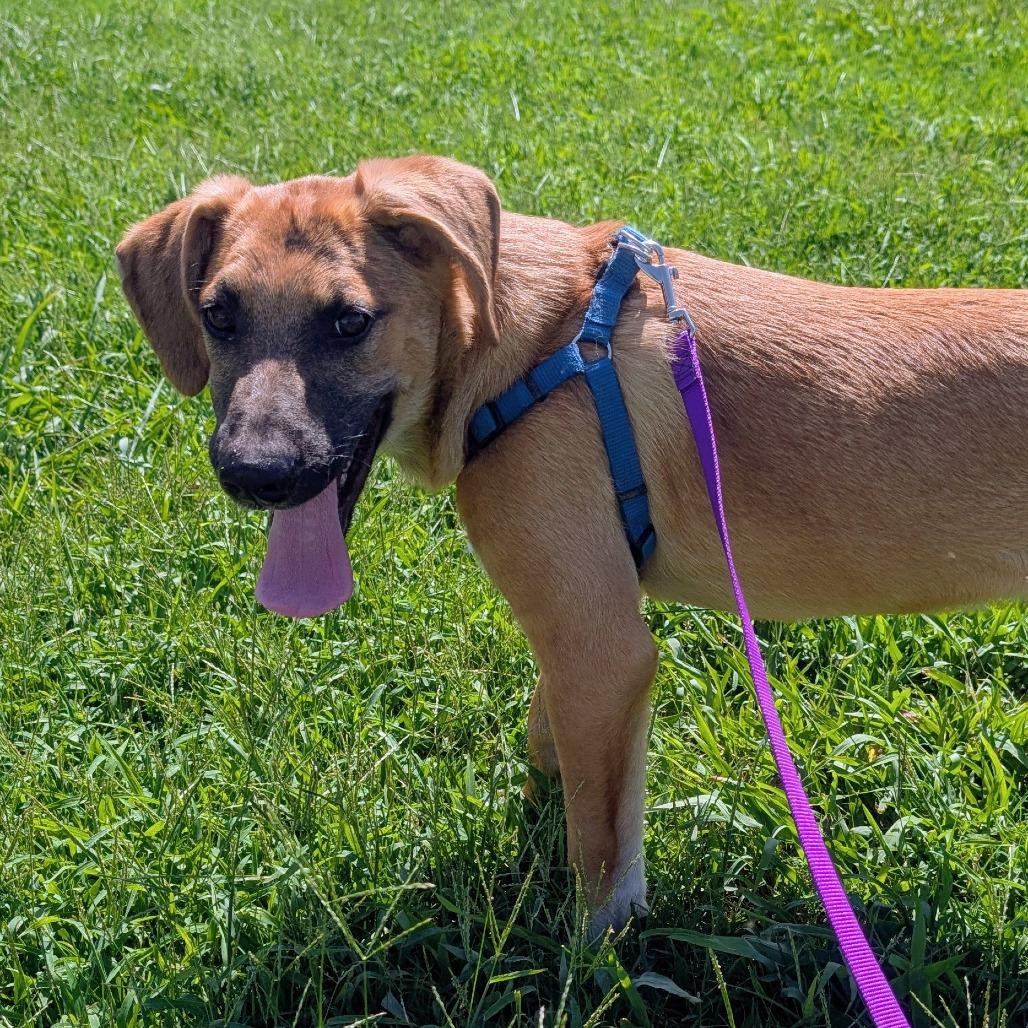 Enlarge Smudge, a Adoptable mixed breed in West Plains, MO image 1/2