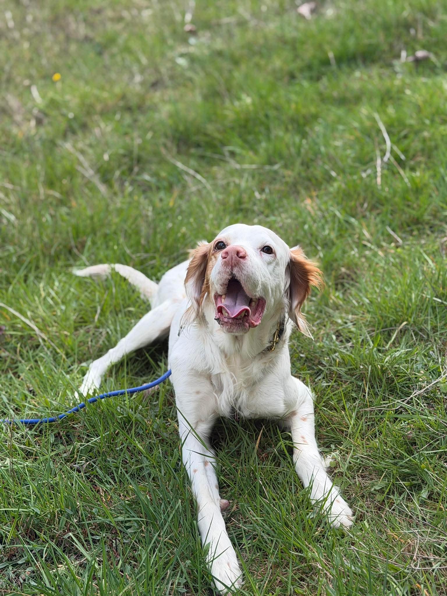 Enlarge Birch, a ADOPTABLE mixed breed in Bellingham, WA image 2/3