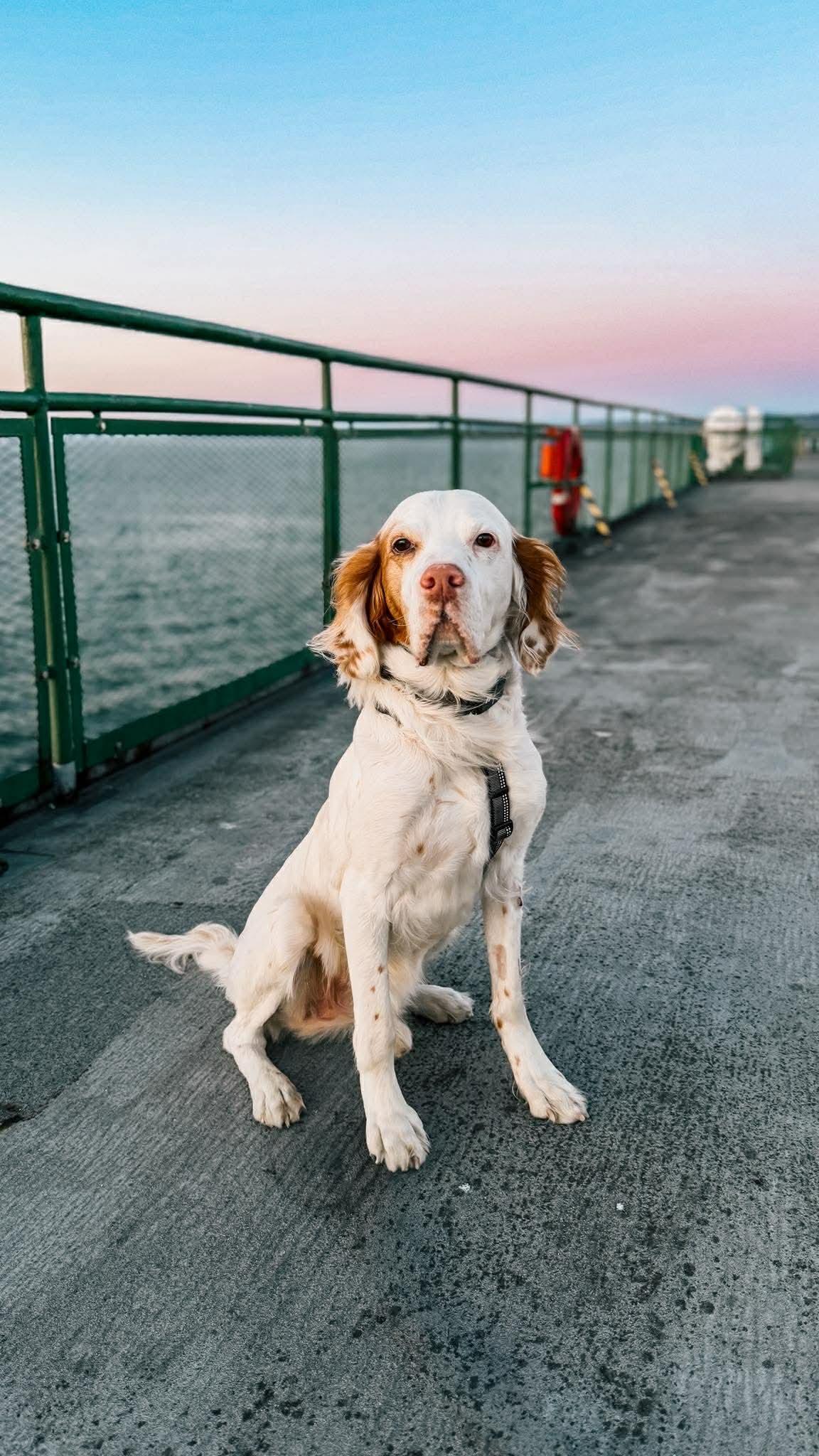 Enlarge Birch, a ADOPTABLE mixed breed in Bellingham, WA image 1/3