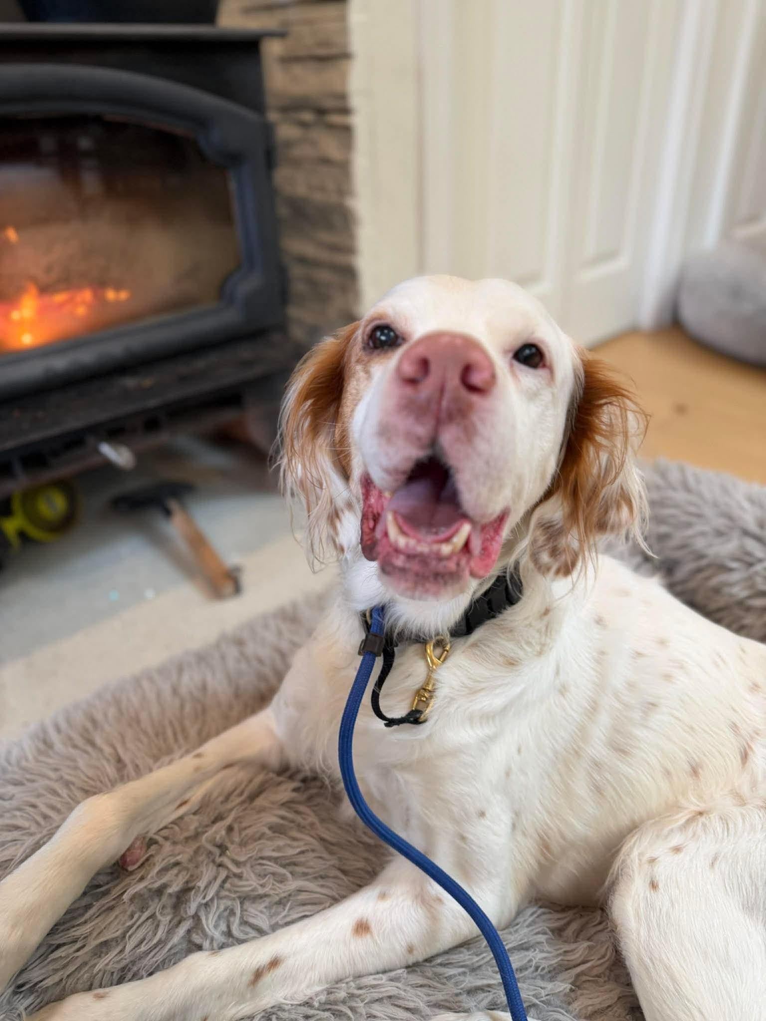 Enlarge Birch, a ADOPTABLE mixed breed in Bellingham, WA image 3/3