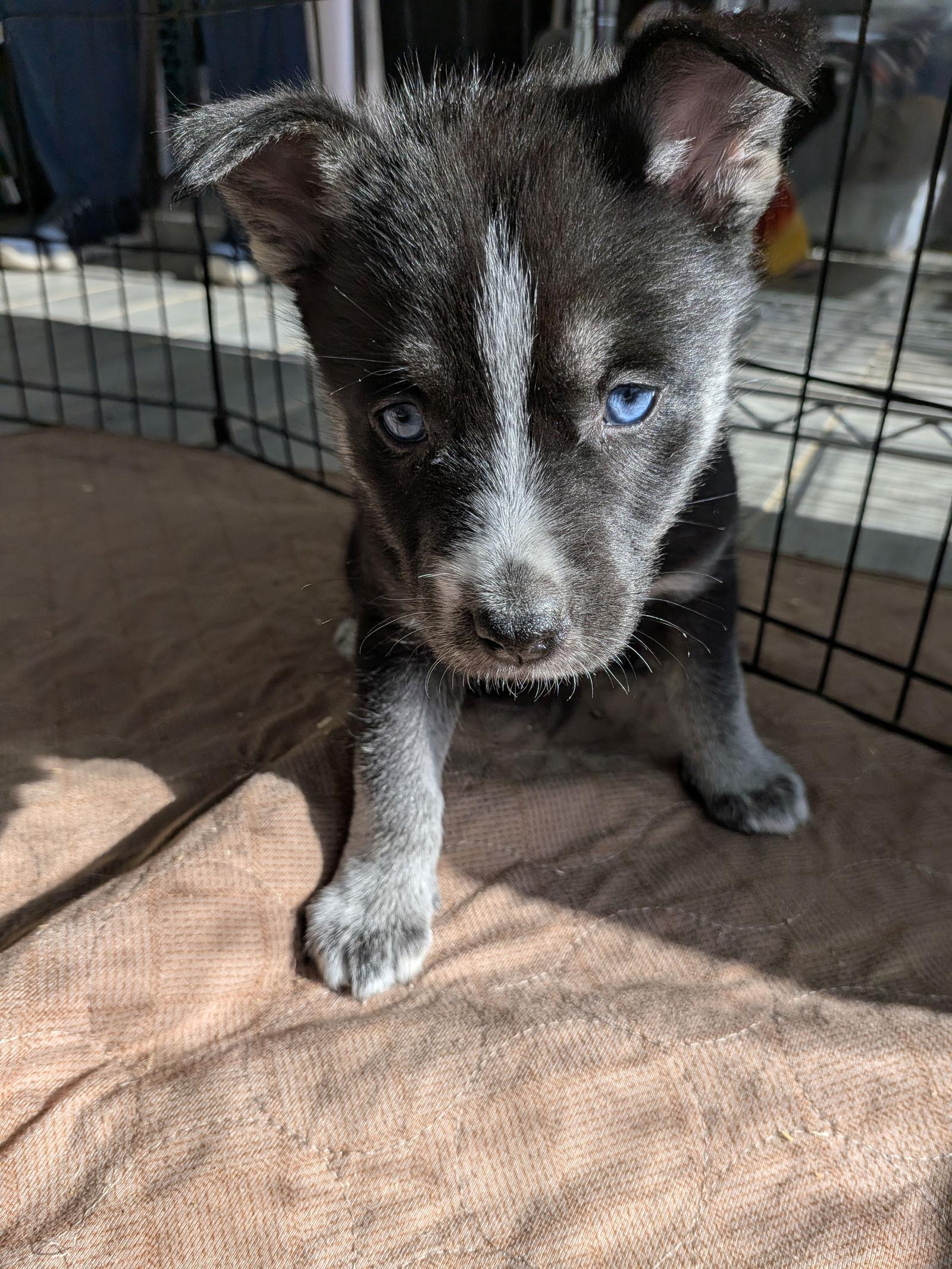 Clementine, Adoptable, Puppy Female Shepherd & Husky.