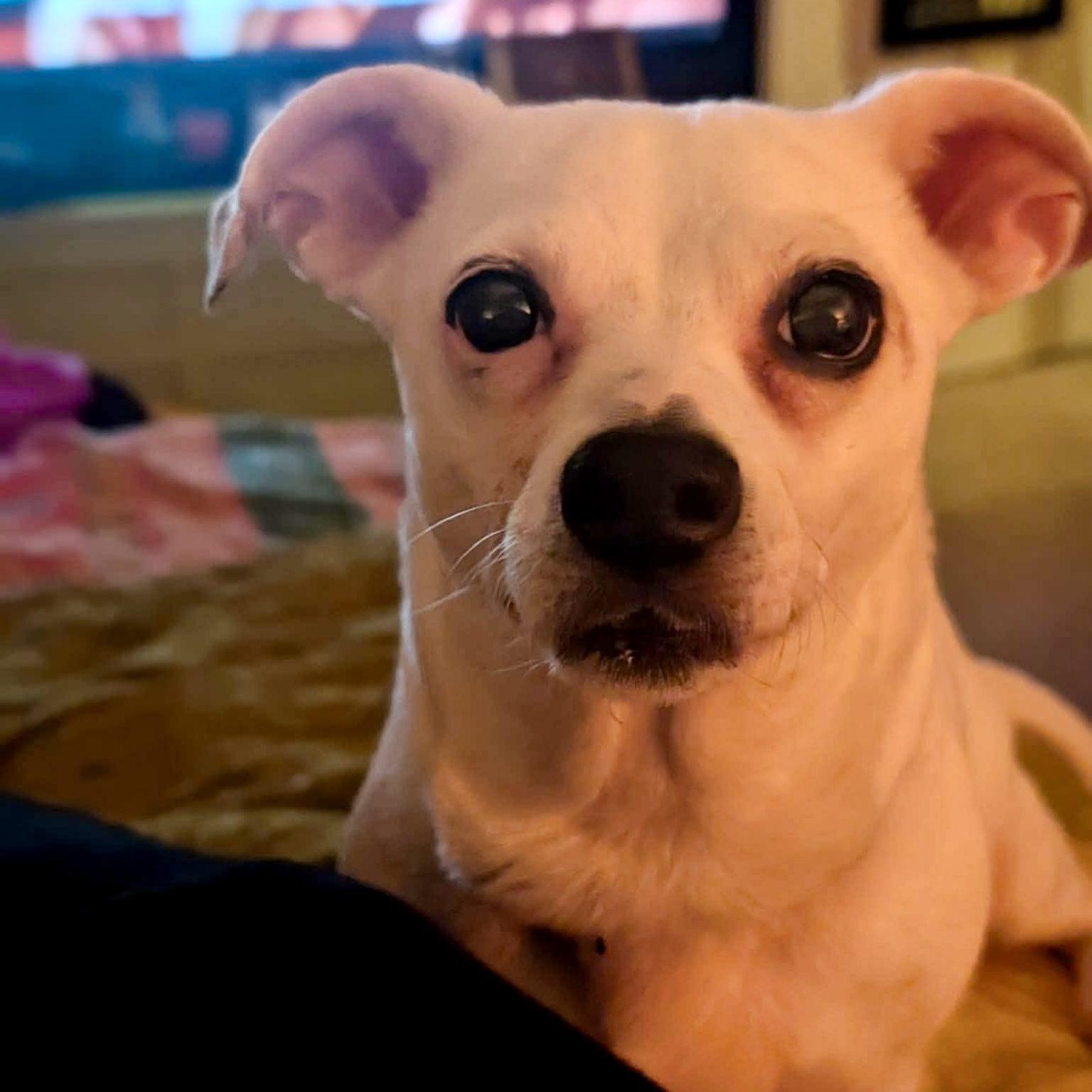 Enlarge Vannah, a Adoptable Chihuahua in Raleigh, NC image 1/3