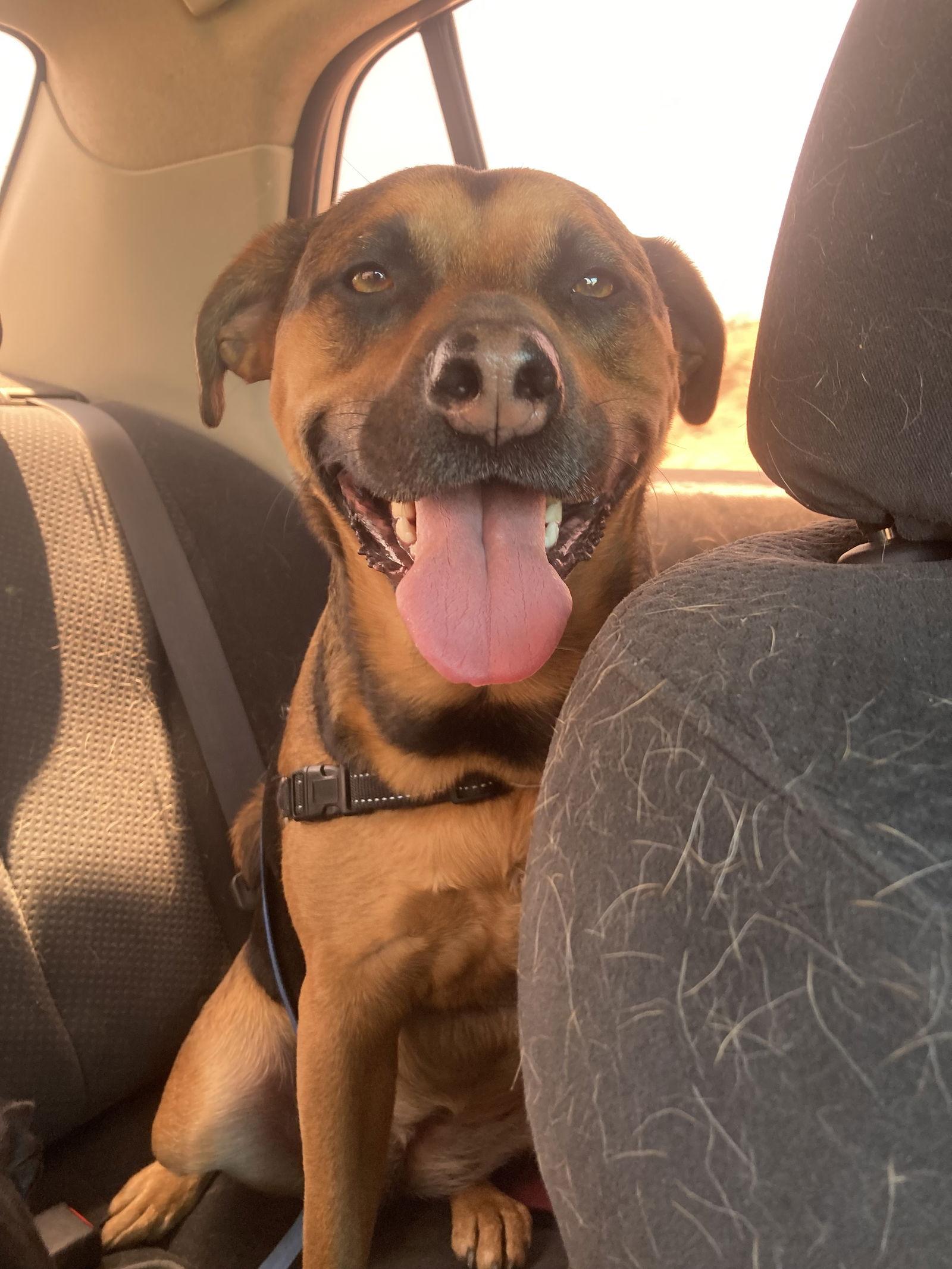 Nutmeg, a Adoptable mixed breed in Williamsburg, NM image 1/4