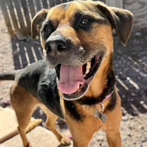 Nutmeg, Adult Female Beagle