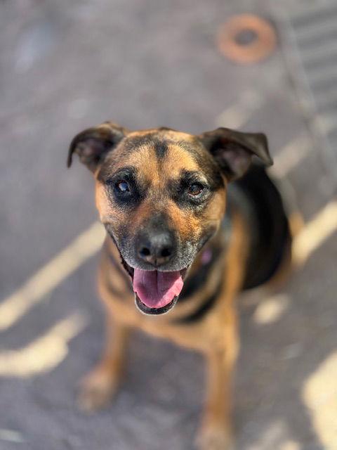 Nutmeg, a Adoptable mixed breed in Williamsburg, NM image 2/4