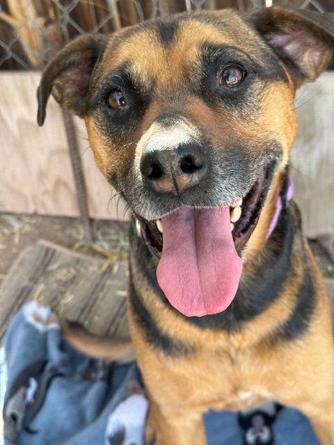 Nutmeg, a Adoptable mixed breed in Williamsburg, NM image 3/4
