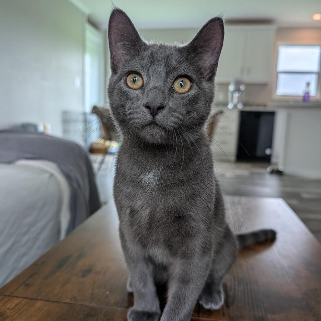 Gil, a Adoptable Domestic Short Hair in Nowata, OK image 2/6