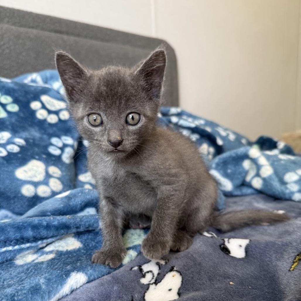 Gil, Adoptable, Young Male Domestic Short Hair.
