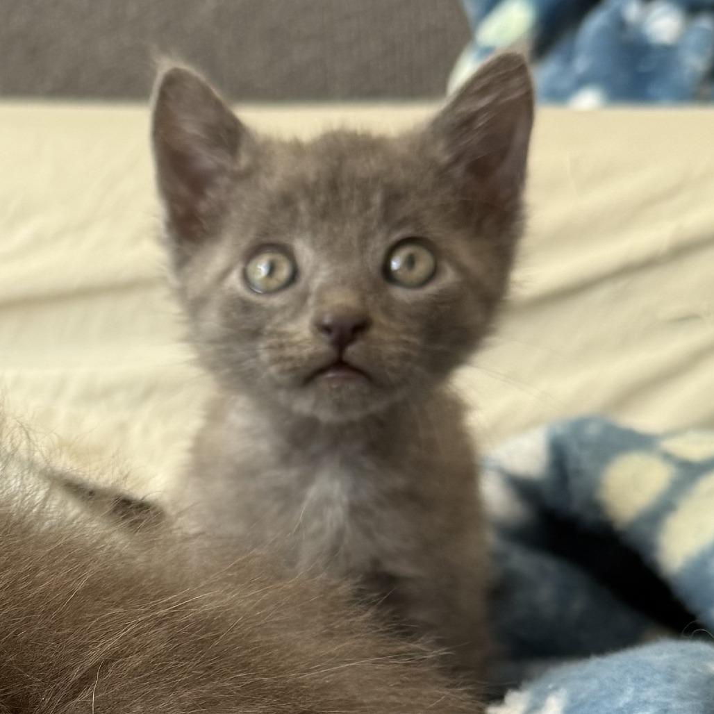 Gil, a Adoptable Domestic Short Hair in Nowata, OK image 2/6