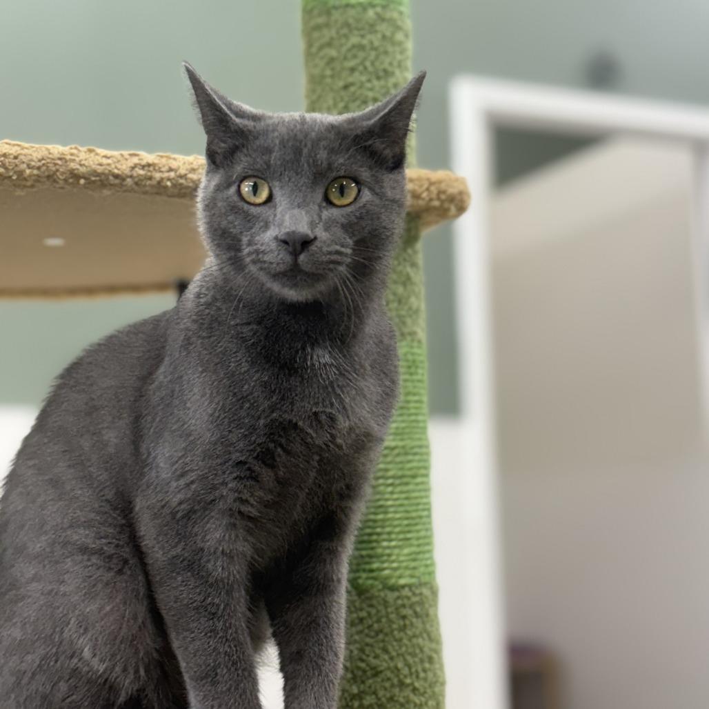 Gil, a Adoptable Domestic Short Hair in Nowata, OK image 4/6