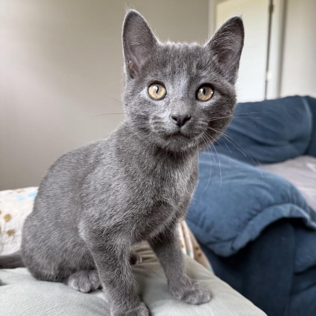 Gil, a Adoptable Domestic Short Hair in Nowata, OK image 3/6