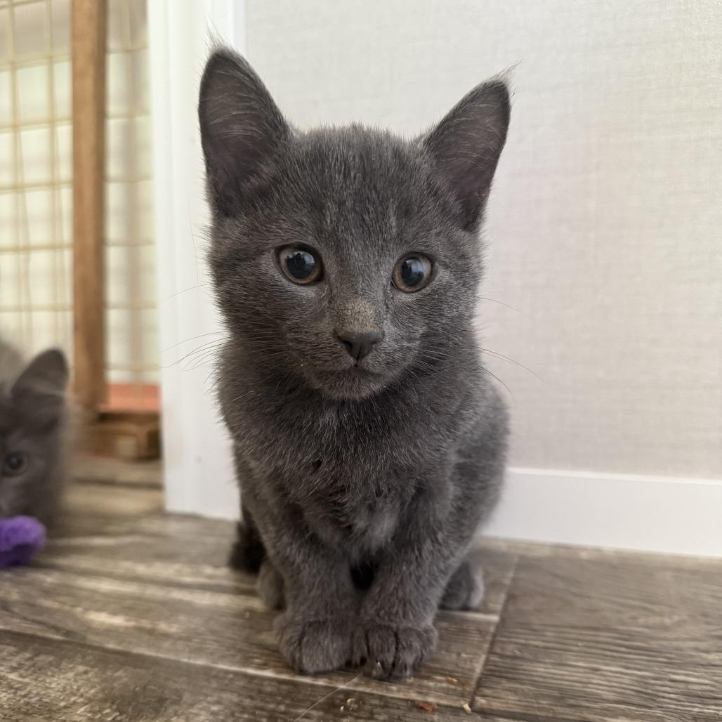 Gil, a Adoptable Domestic Short Hair in Nowata, OK image 5/6