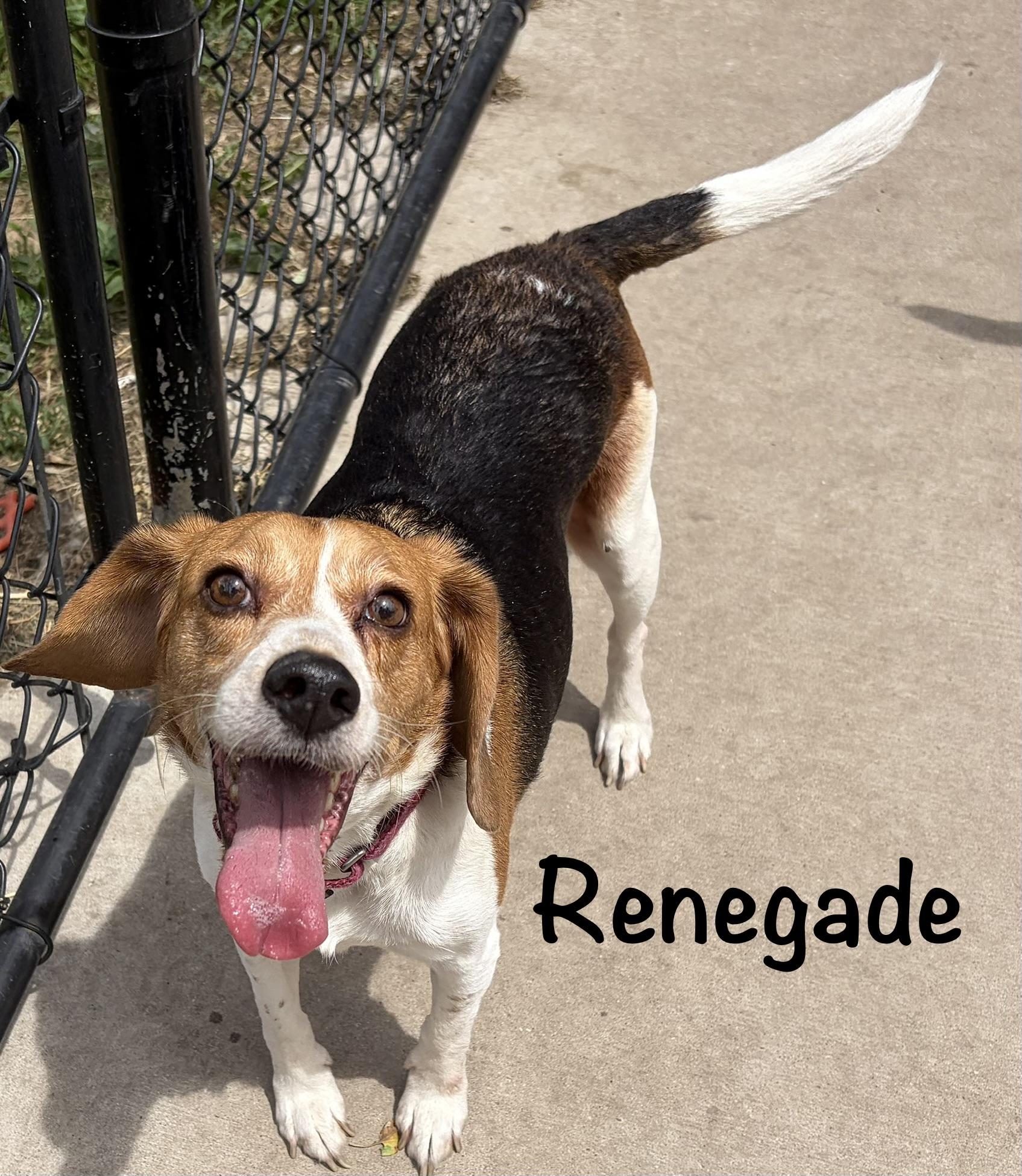 Renegade, Adoptable, Adult Male Beagle.