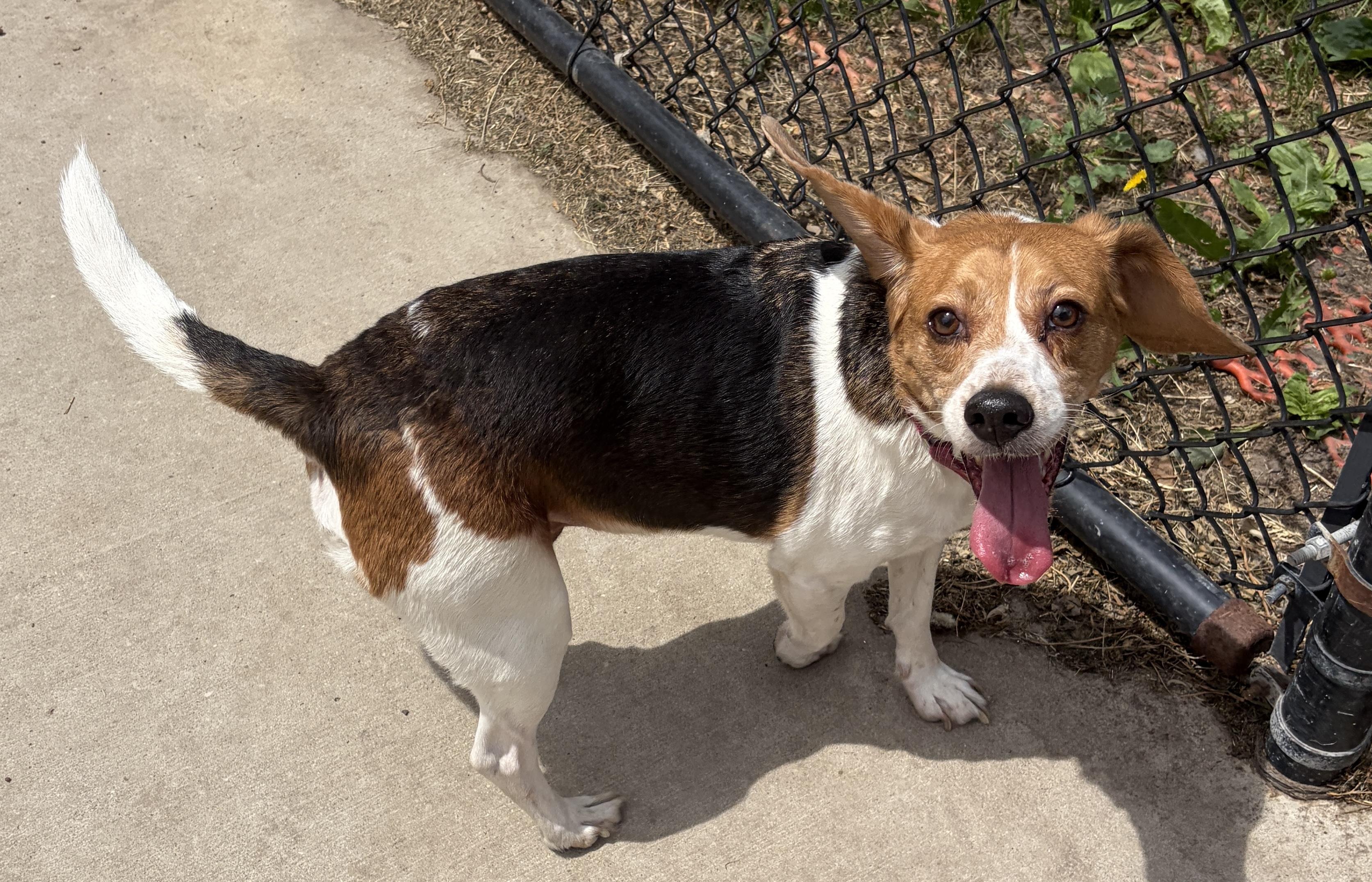 Enlarge Renegade, a Adoptable Beagle in Centennial, CO image 2/3