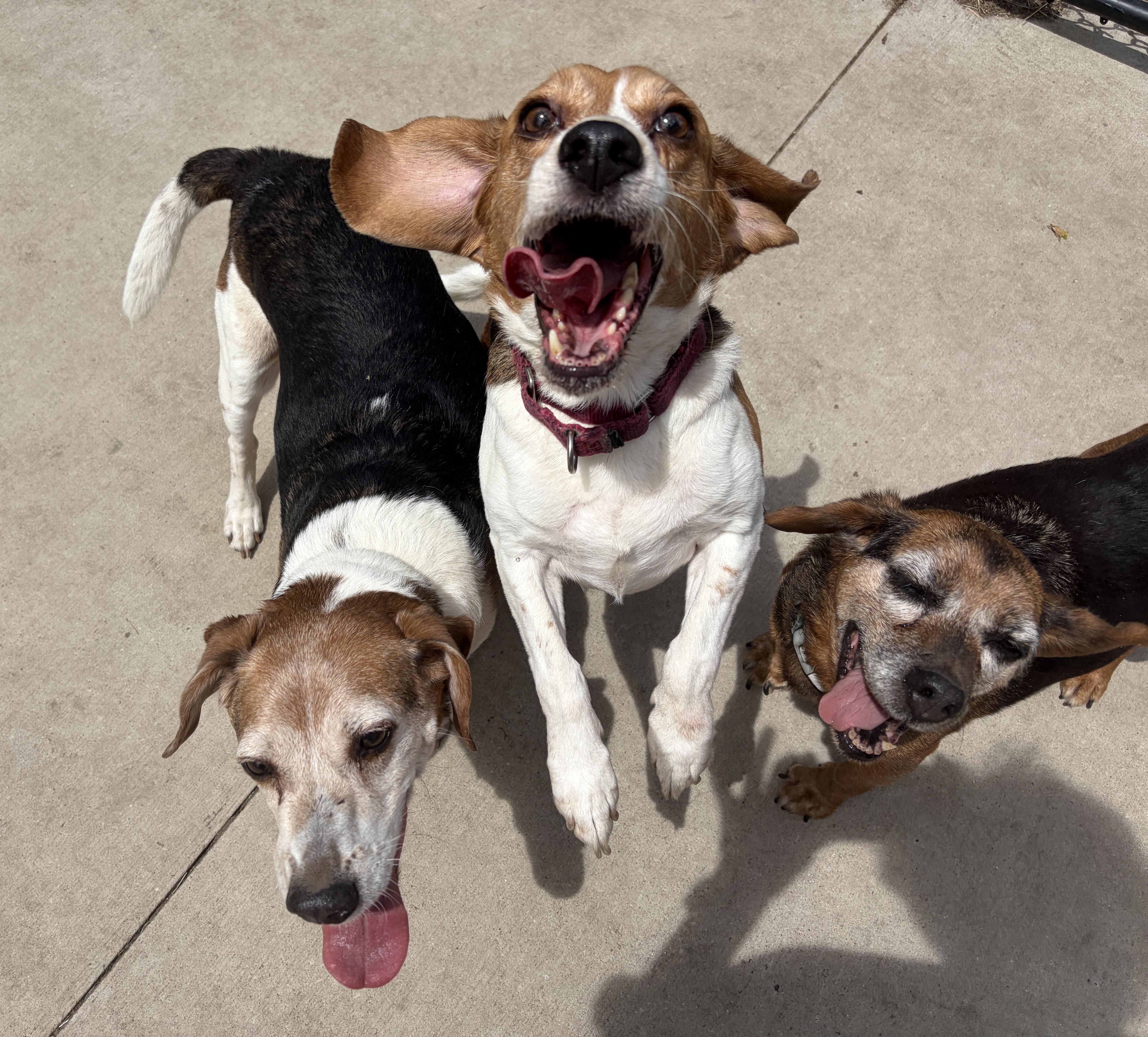 Enlarge Renegade, a Adoptable Beagle in Centennial, CO image 3/3