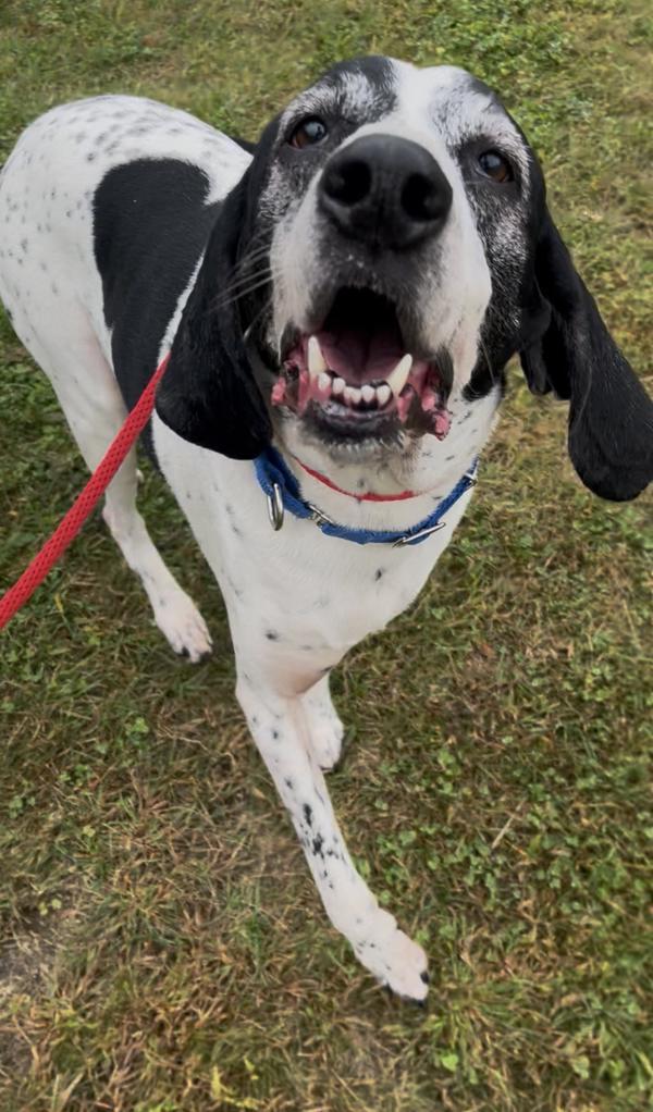 Olaf, Adoptable, Adult Male German Shorthaired Pointer.