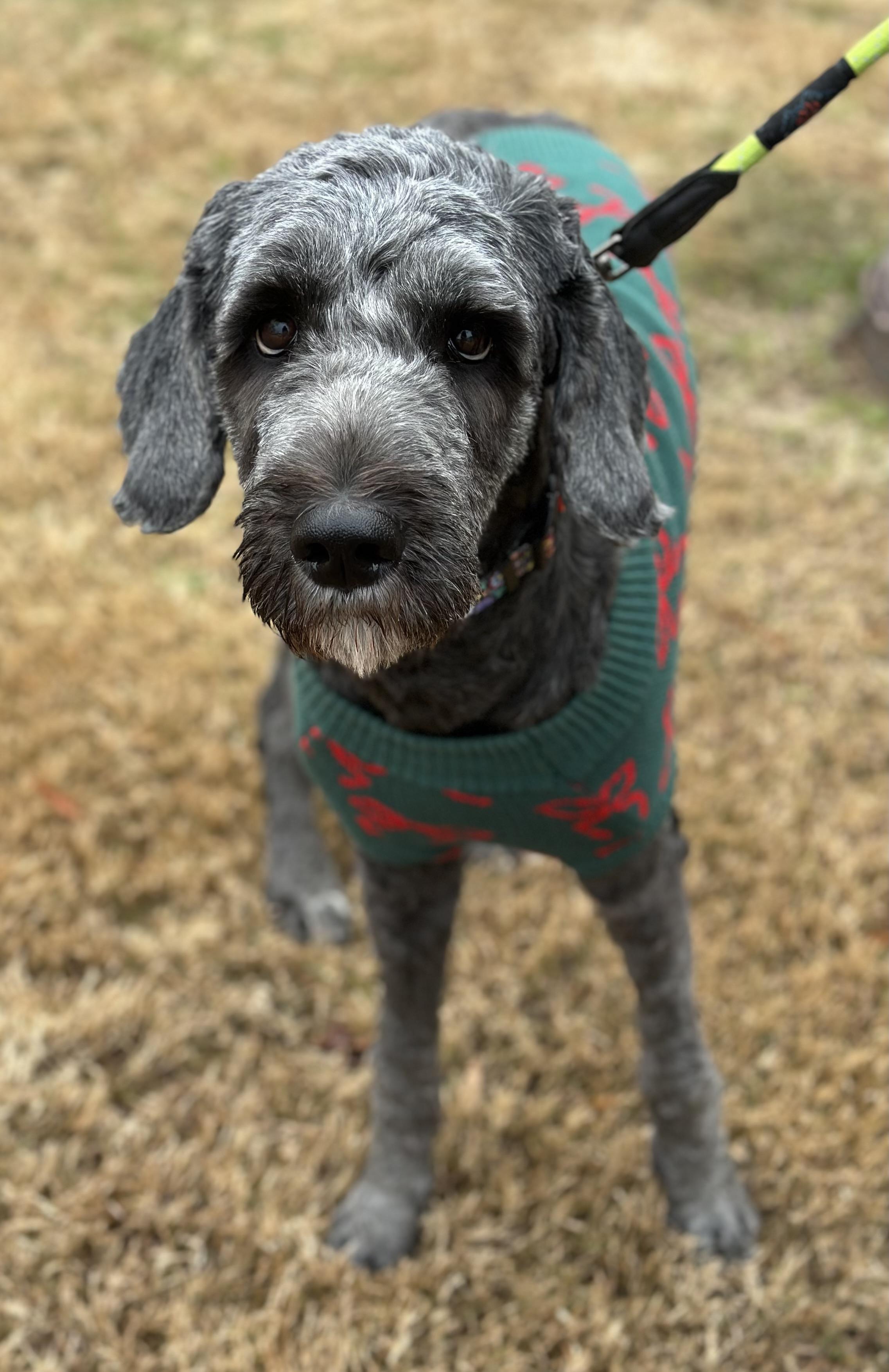 Nori, Adoptable, Young Female Standard Poodle & Great Pyrenees.
