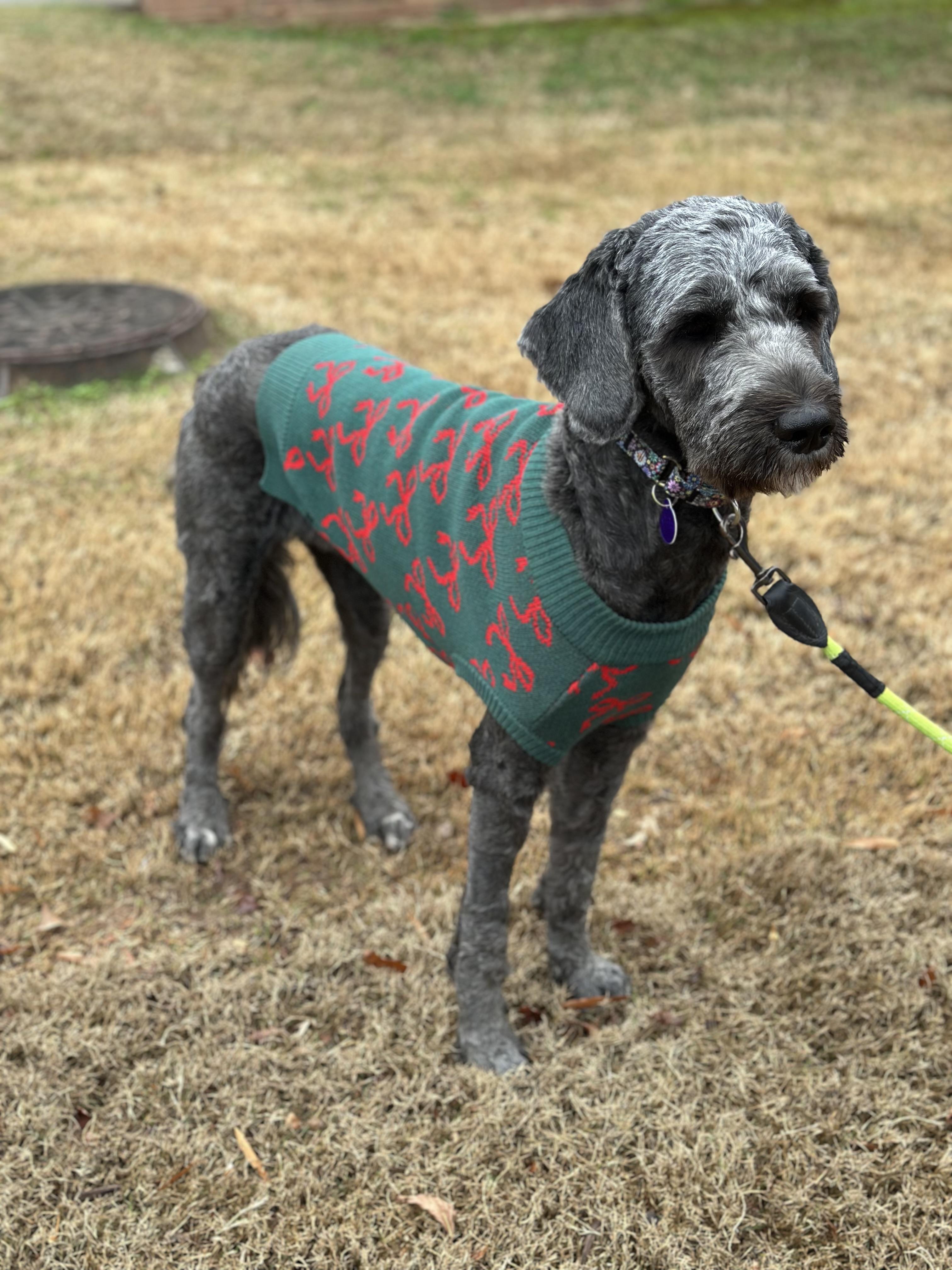 Nori, a Adoptable mixed breed in Atlanta, GA image 2/5