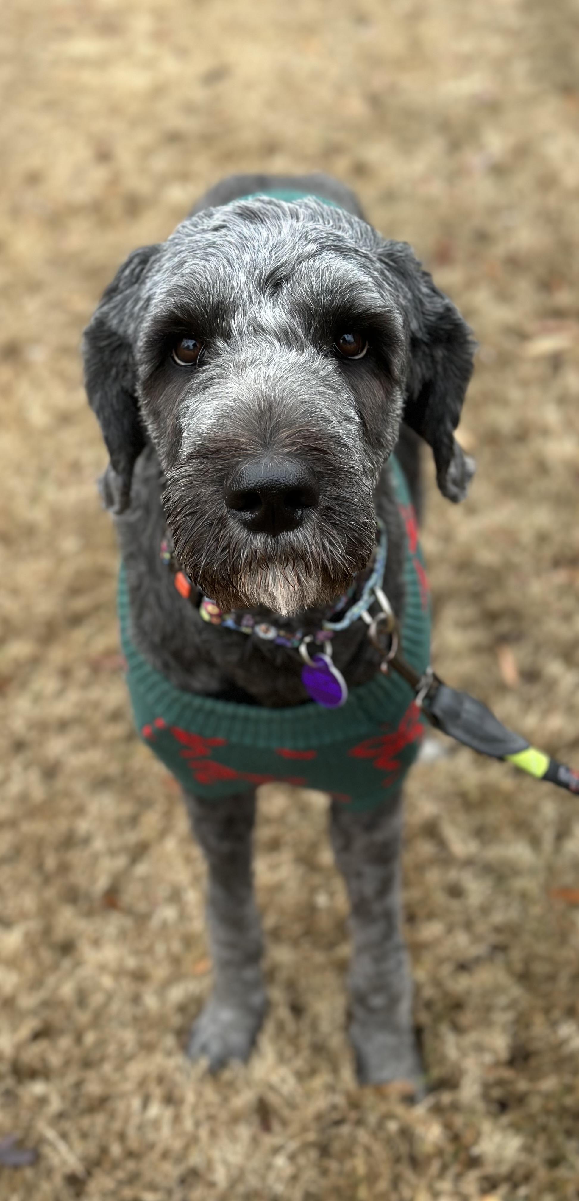 Nori, a Adoptable mixed breed in Atlanta, GA image 3/5