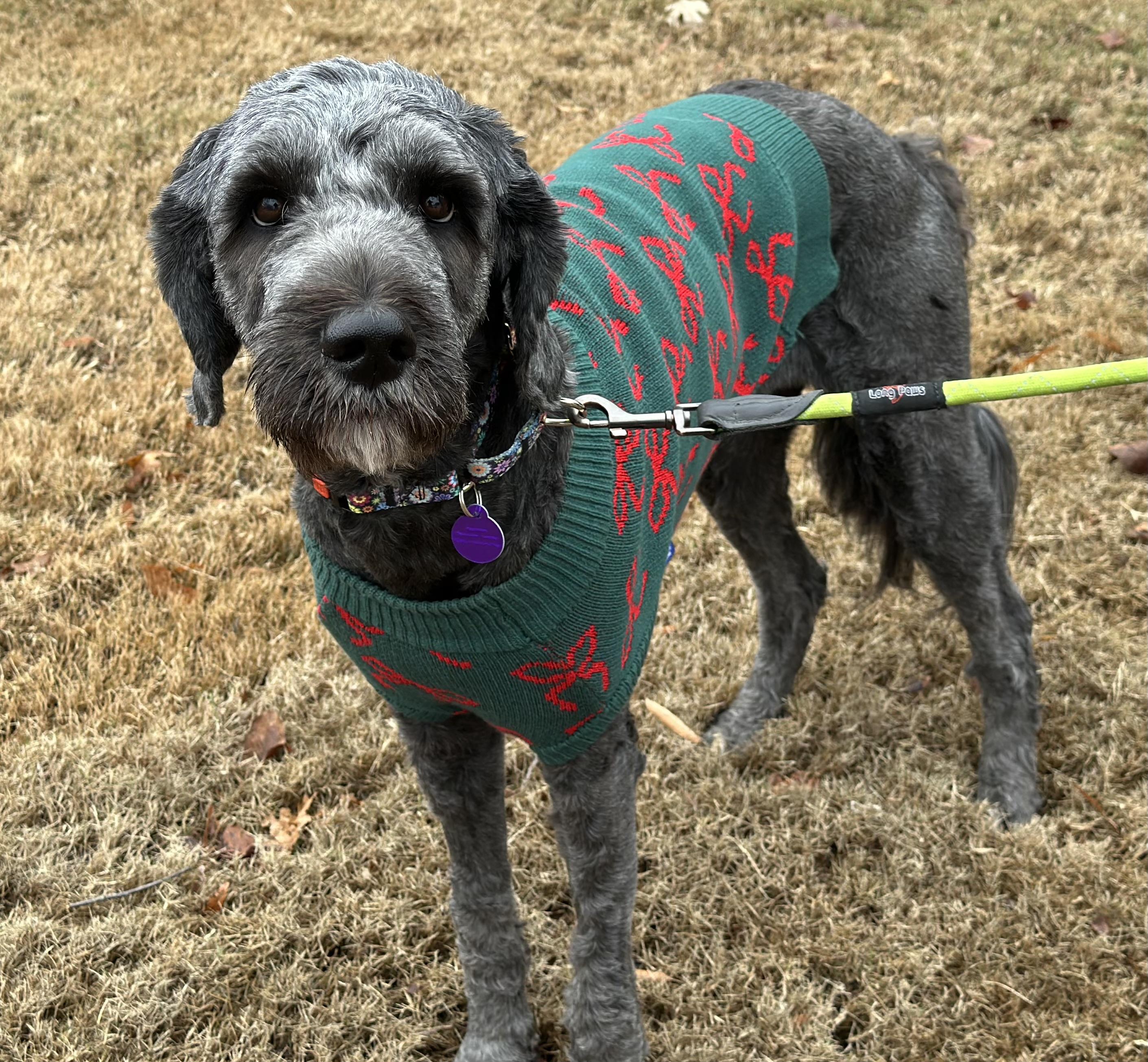 Nori, a Adoptable mixed breed in Atlanta, GA image 4/5