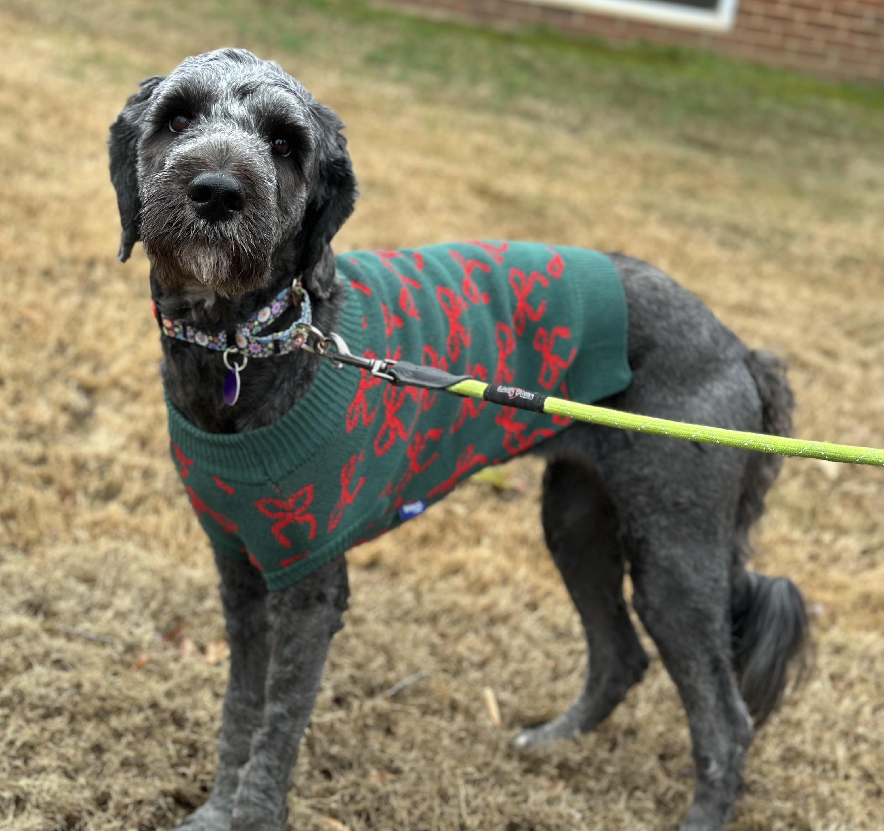 Nori, a Adoptable mixed breed in Atlanta, GA image 5/5