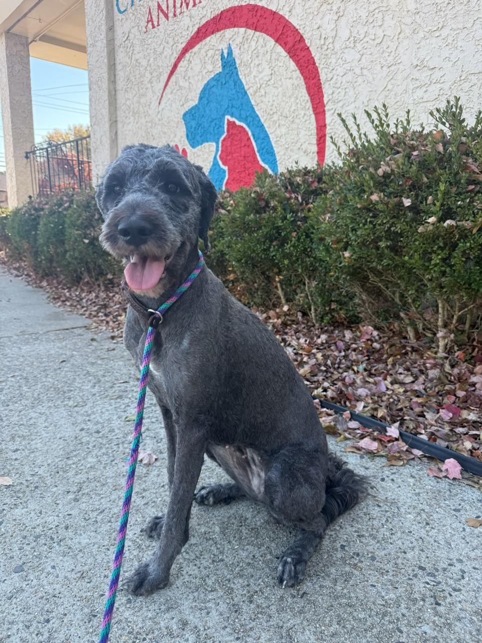 Nori, Adoptable, Young Female Standard Poodle & Great Pyrenees.
