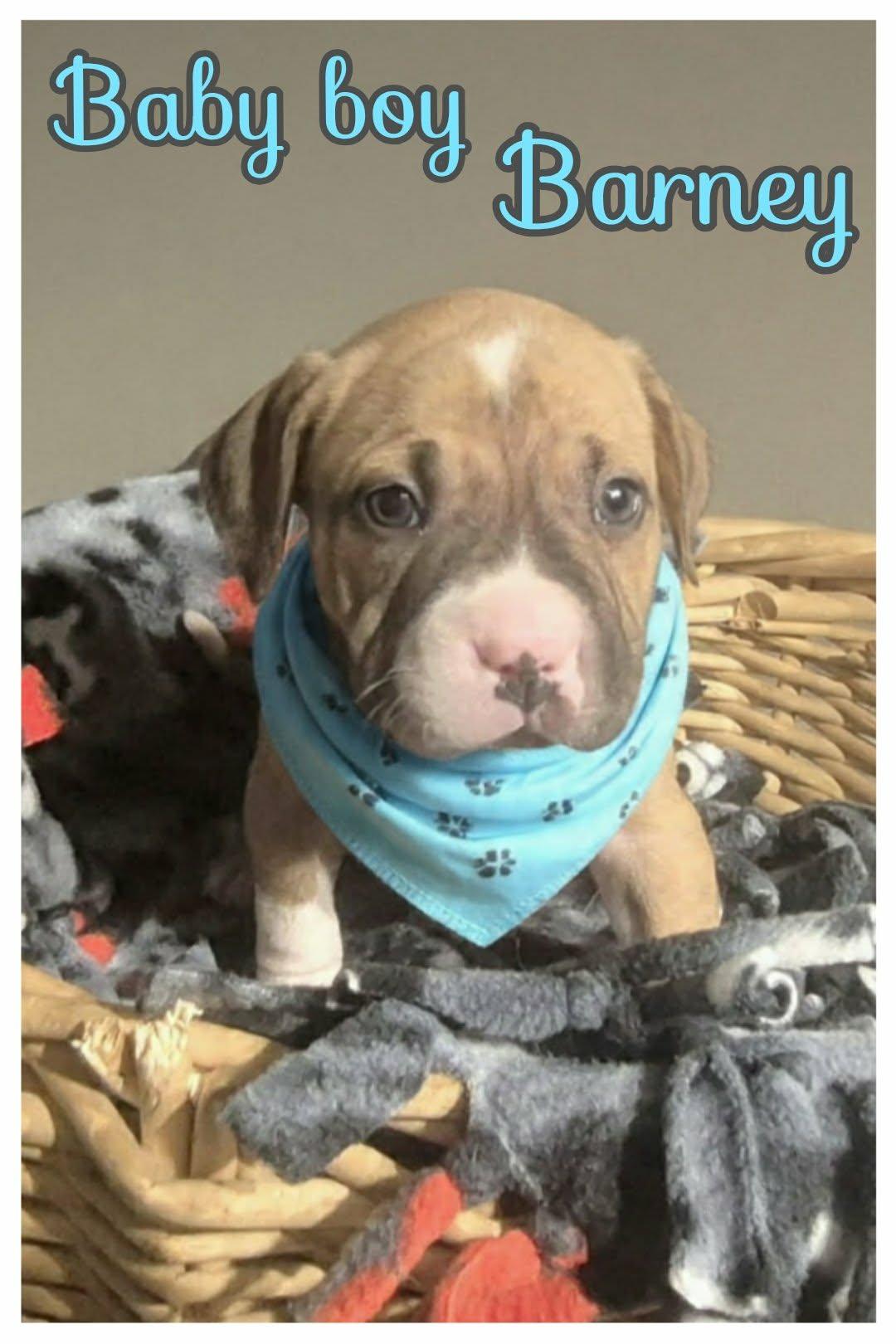 Enlarge Barney, a ADOPTABLE mixed breed in Grove, OK image 1/5