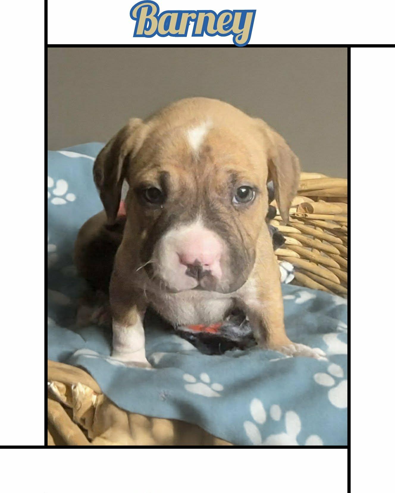 Enlarge Barney, a ADOPTABLE mixed breed in Grove, OK image 2/5