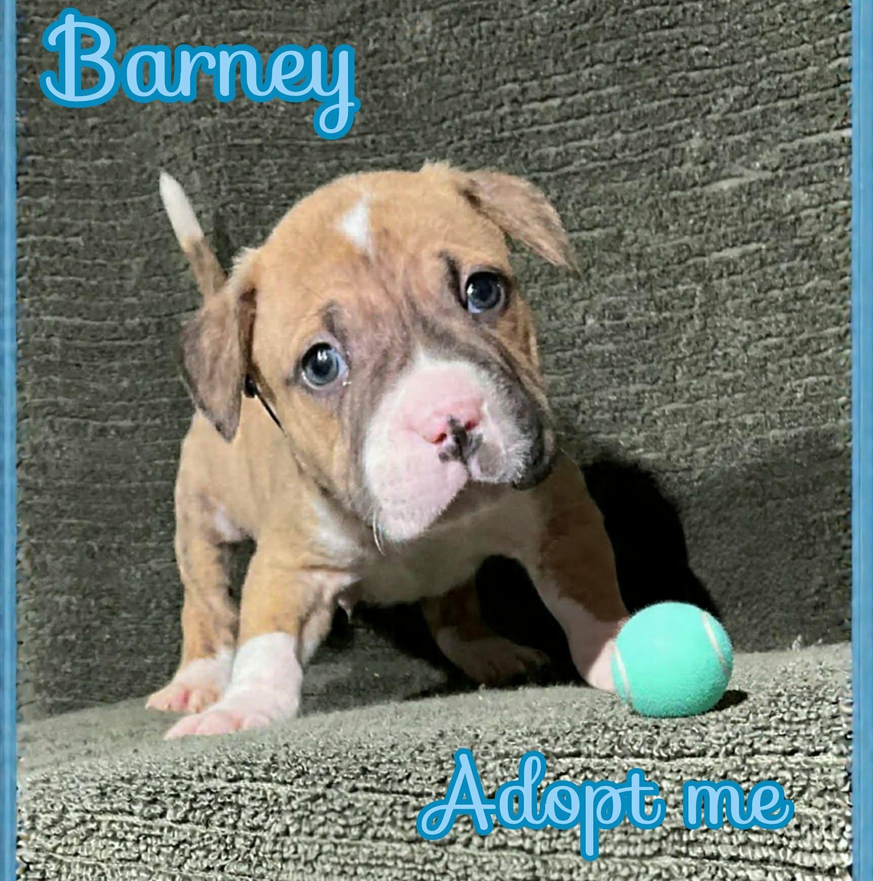 Enlarge Barney, a ADOPTABLE mixed breed in Grove, OK image 3/5