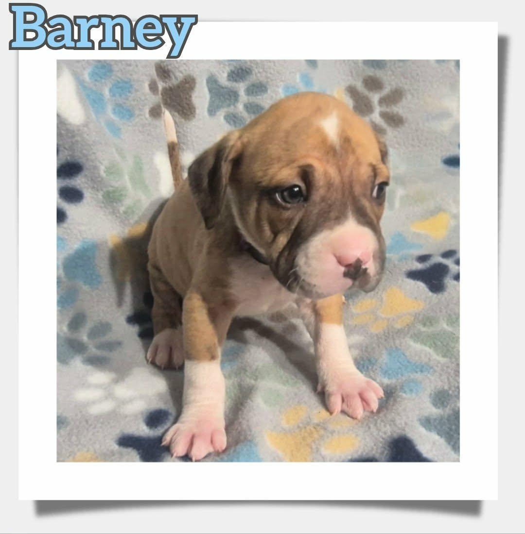 Enlarge Barney, a ADOPTABLE mixed breed in Grove, OK image 4/5