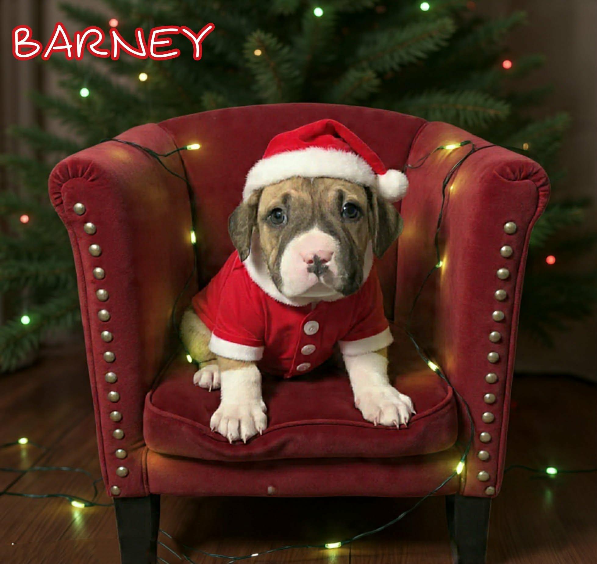 Enlarge Barney, a ADOPTABLE mixed breed in Grove, OK image 5/5