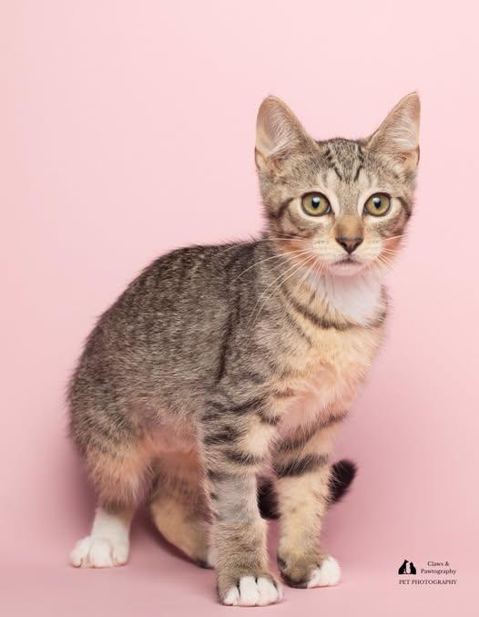Minou at Fat Cat Cafe, ADOPTABLE, Kitten Female Domestic Short Hair.