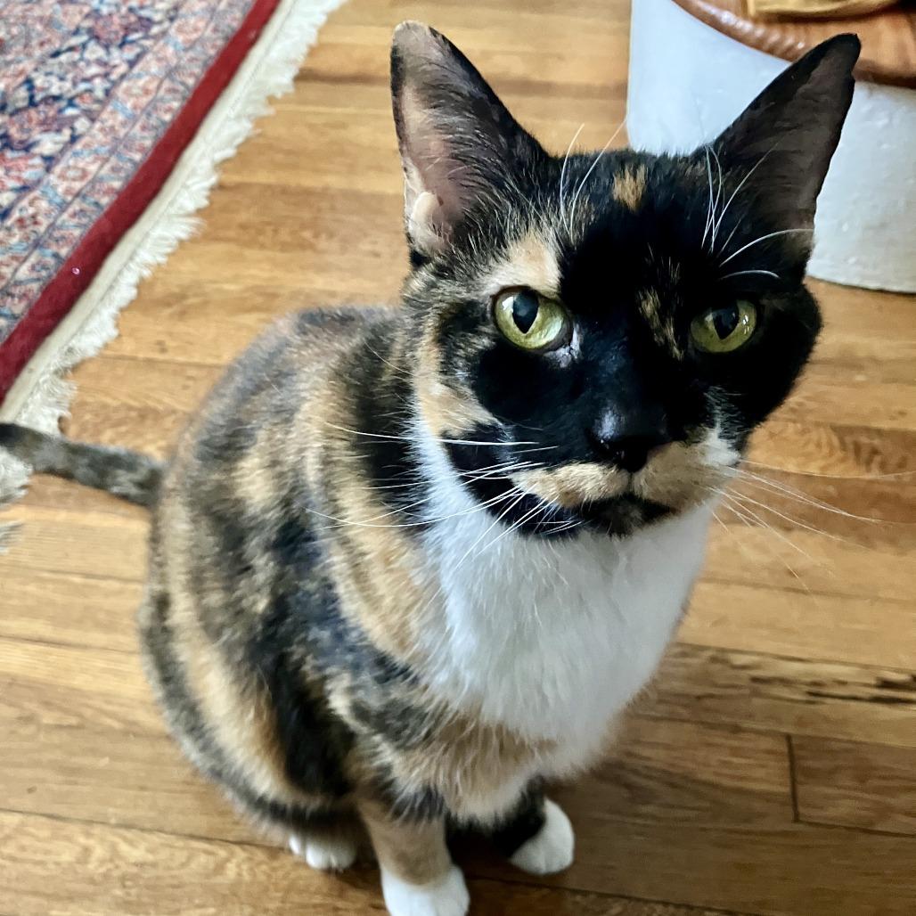 Enlarge Marie, a Adoptable Domestic Short Hair in Baltimore, MD image 1/6