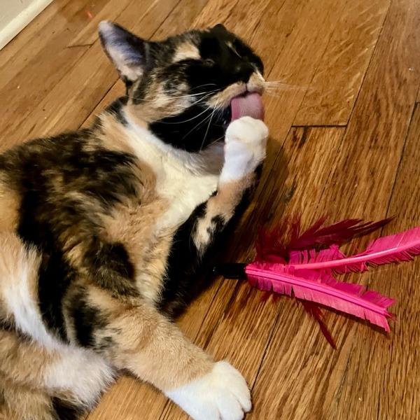 Enlarge Marie, a Adoptable Domestic Short Hair in Baltimore, MD image 2/6