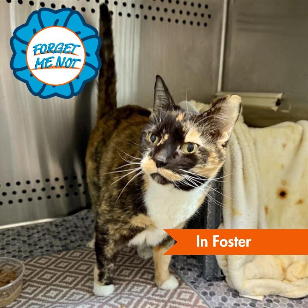 Marie, Adoptable, Senior Female Domestic Short Hair.