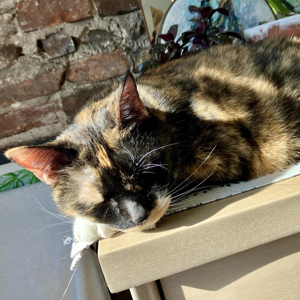 Enlarge Marie, a Adoptable Domestic Short Hair in Baltimore, MD image 4/6